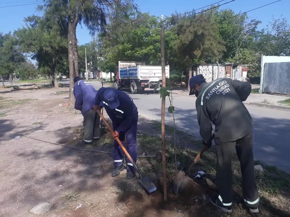 reforestación