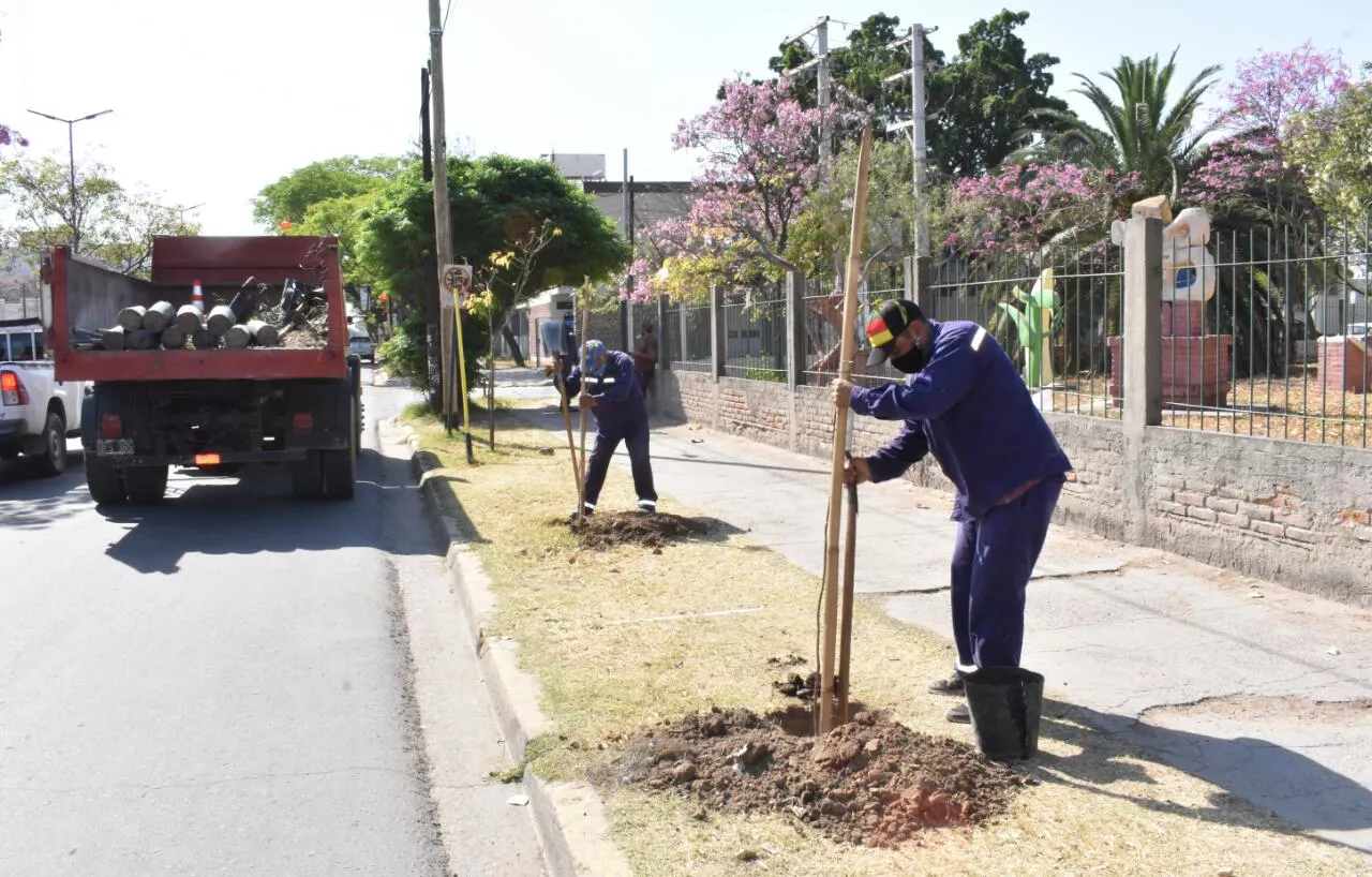 plantacion lapachos belgrano (archivo)
