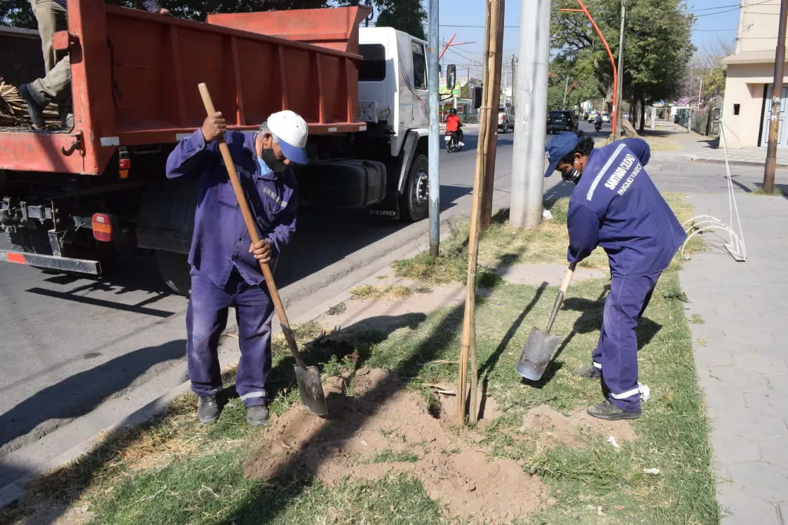 plantacion independenciA