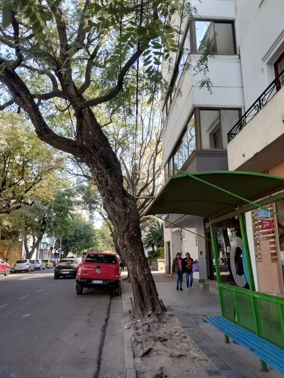 extracción árboles