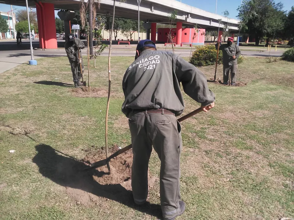 arboles barrios planatcion