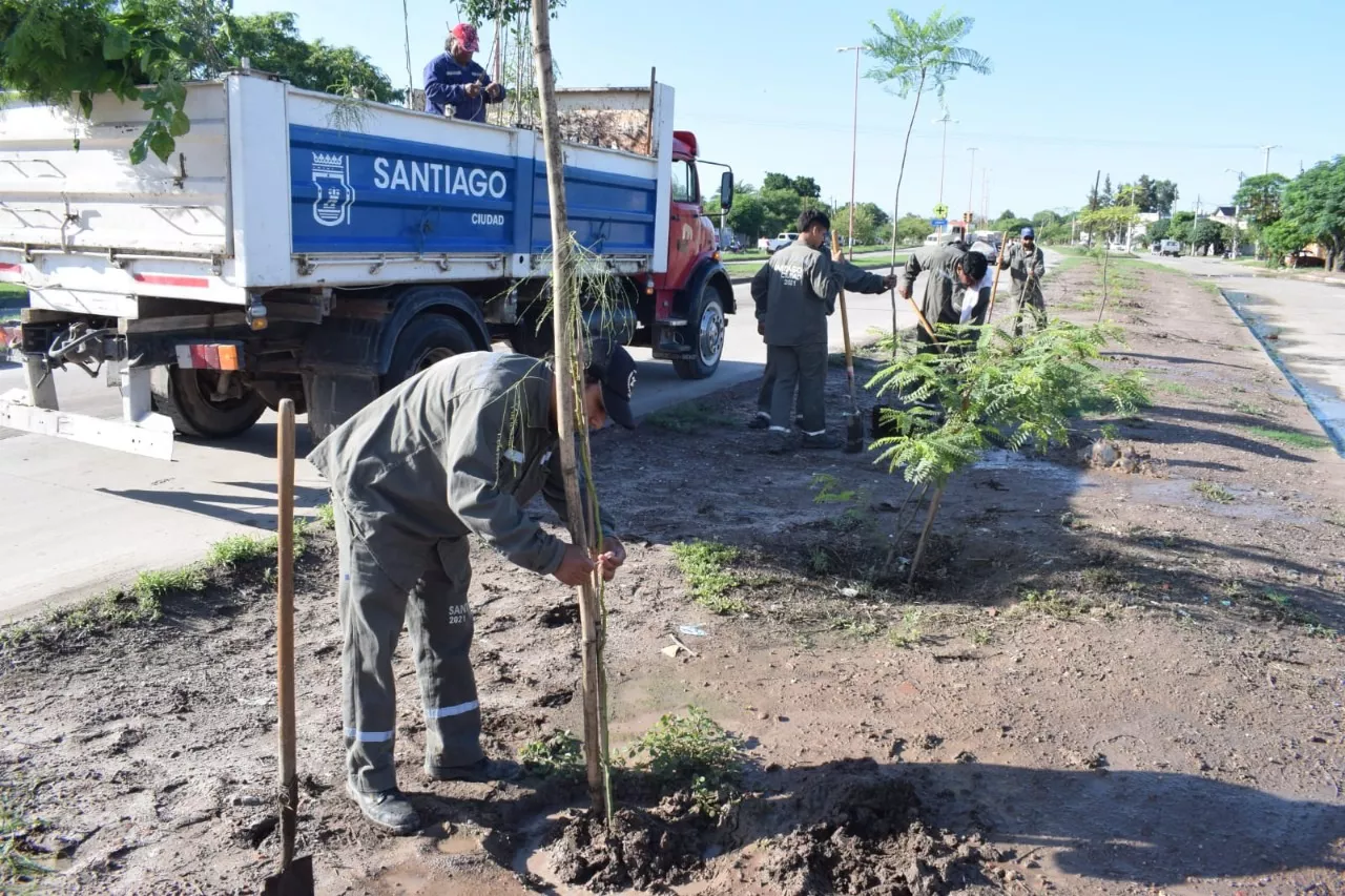 Plantación Av. Lugones