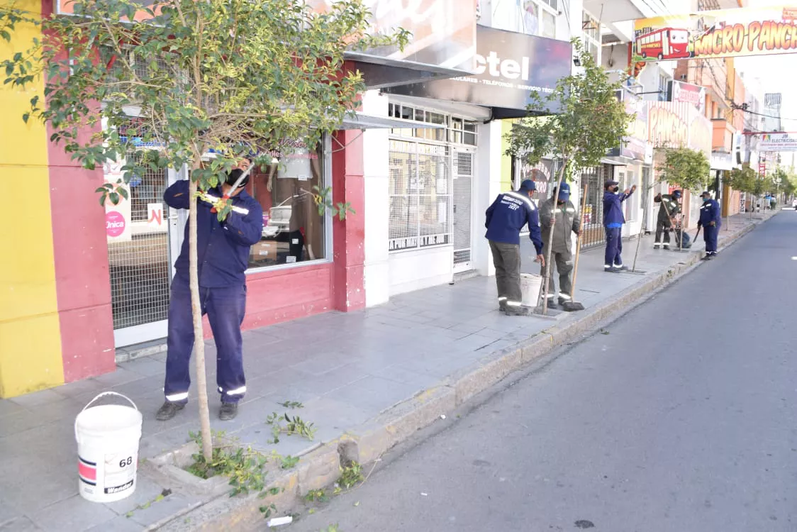 reposicion de arboles en el centro