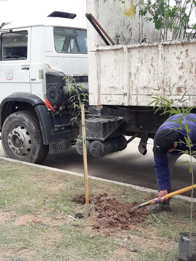 El Municipio impulsa un plan de Reforestación en distintos sectores de la ciudad (2)