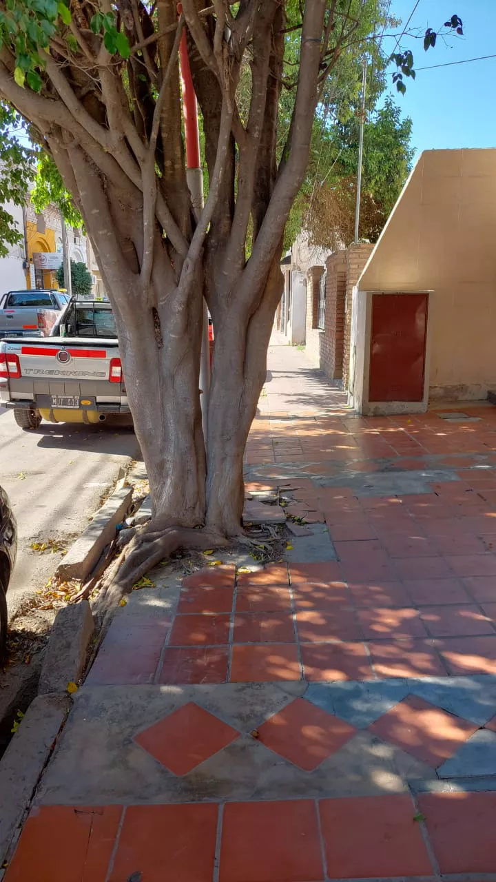 arbol daña vereda