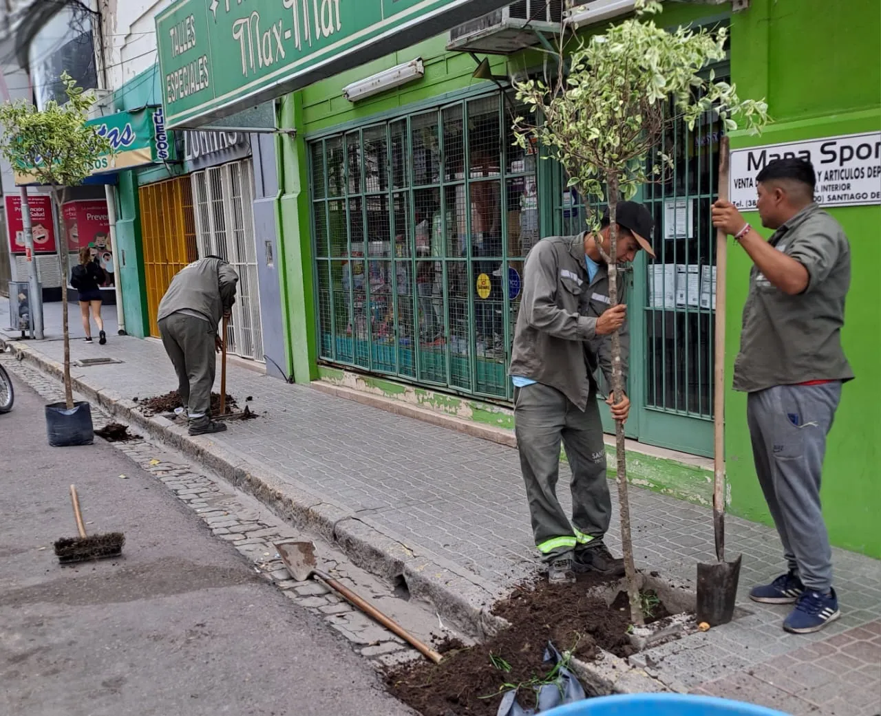 reposición plantas (1)