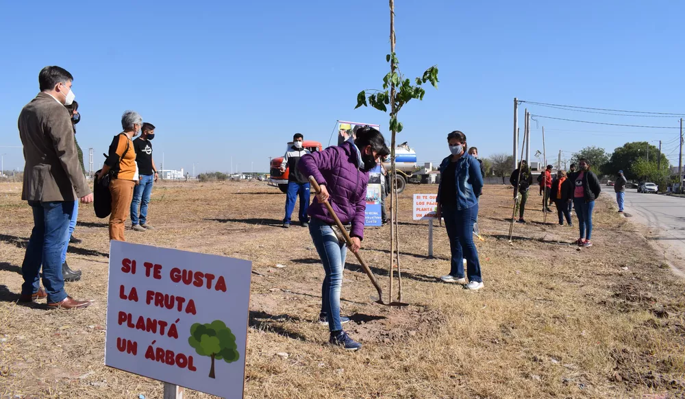 plantacion 12