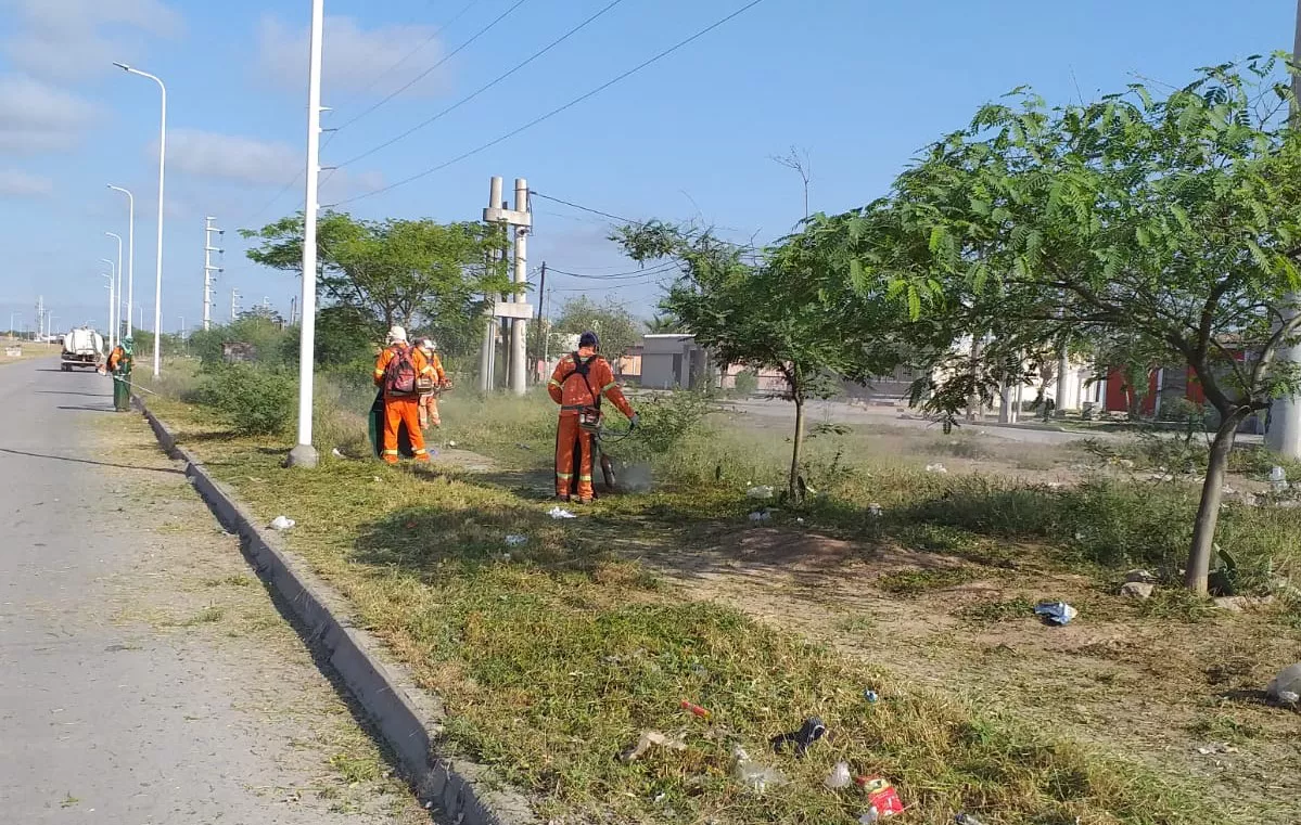 desmalezado1