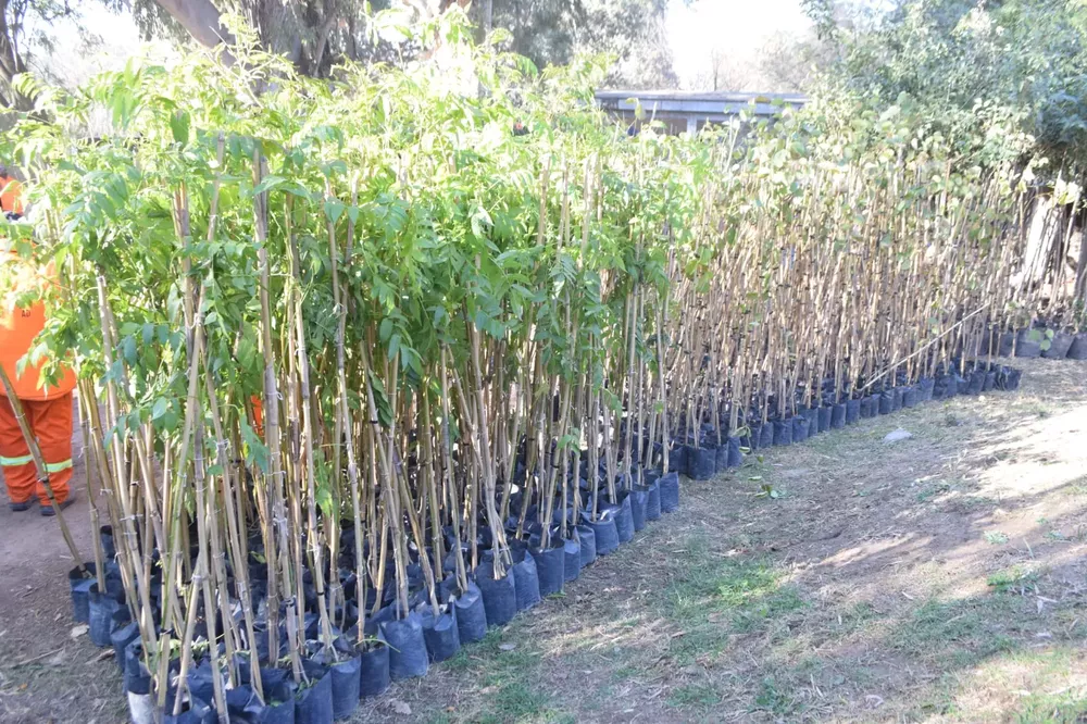 arboles entrega