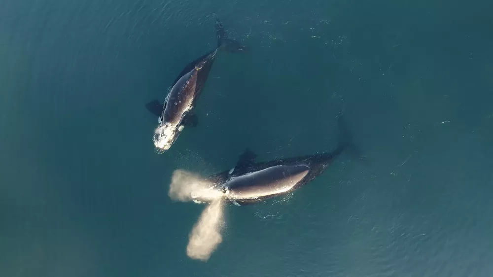 01-12-2022_las_ballenas_tienen_la_capacidad