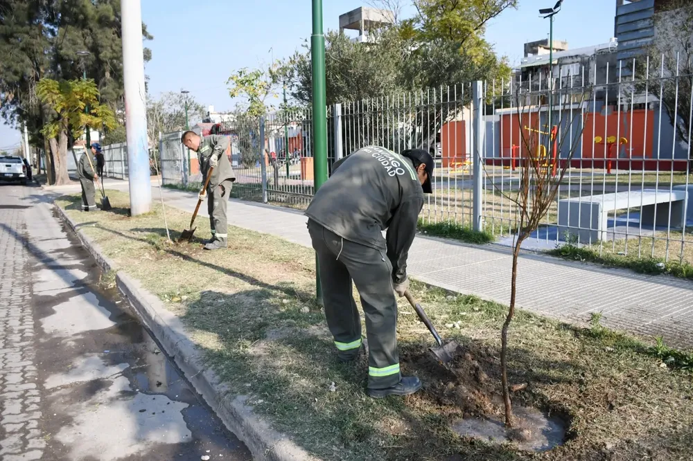 plantación barrio Colón