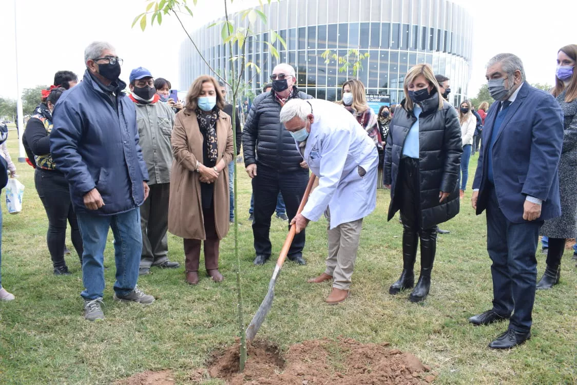 fuentes campaña plantacion