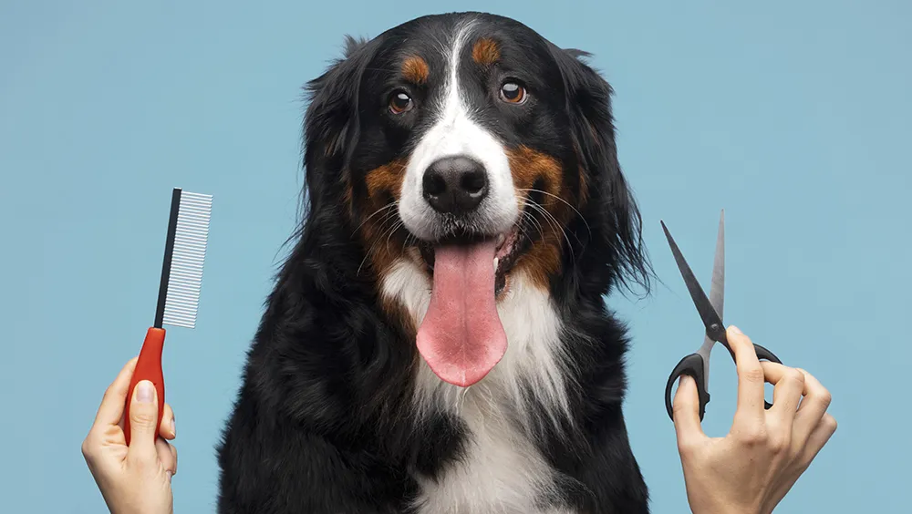 7.-Que-es-una-peluqueria-canina-1