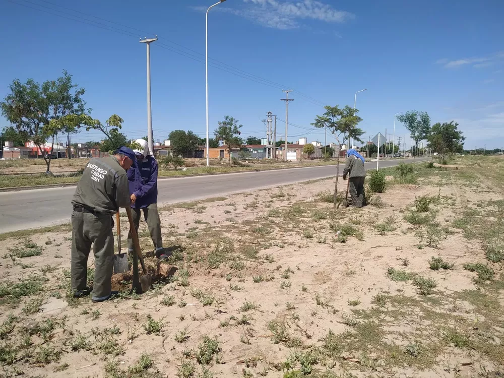 conservación de árboles