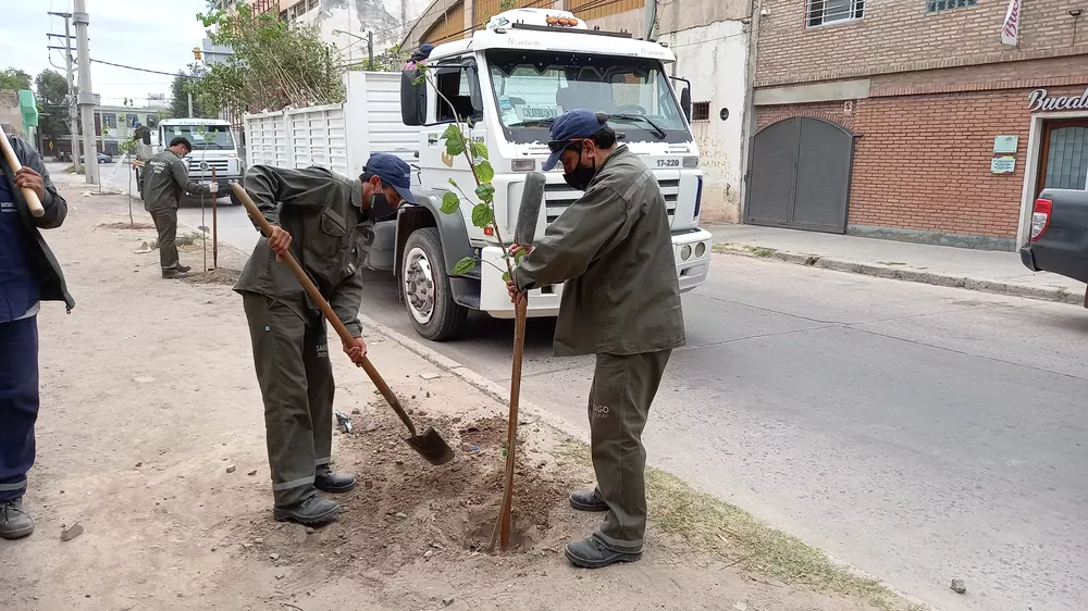 plantaciones