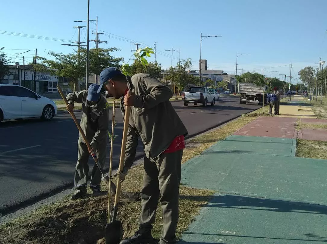 plantacion acceso sur