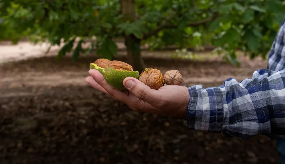 nueces
