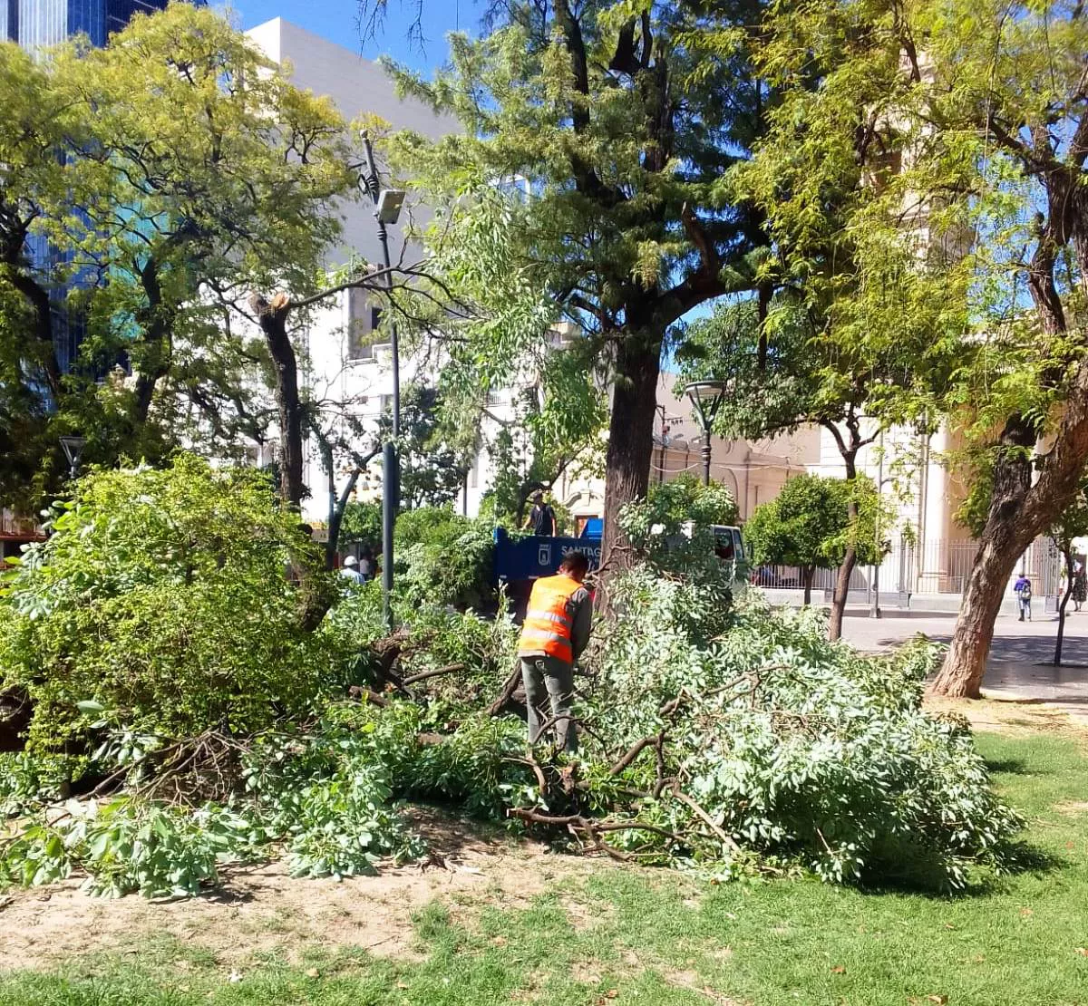 arbol plaza